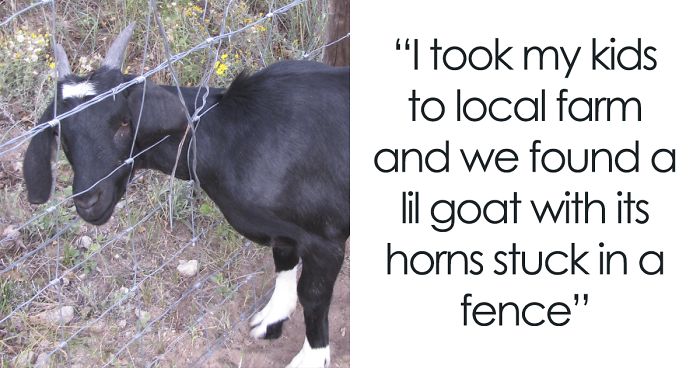 Hilariously Unbelievable Encounters With Goats That Prove They’re Actually Genius Trolls