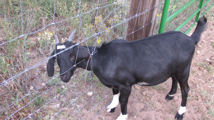 fence-stuck-goat-troll-brenda31