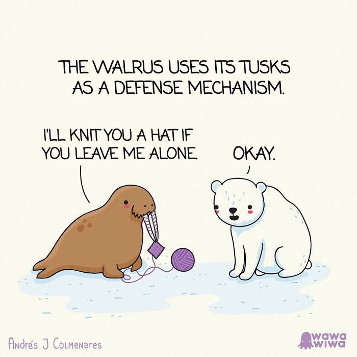 The Walrus Uses Its Tusks As A Defense Mechanism. ... I'll Knit You A Hat If You Leave Me Alone. ... Okay.