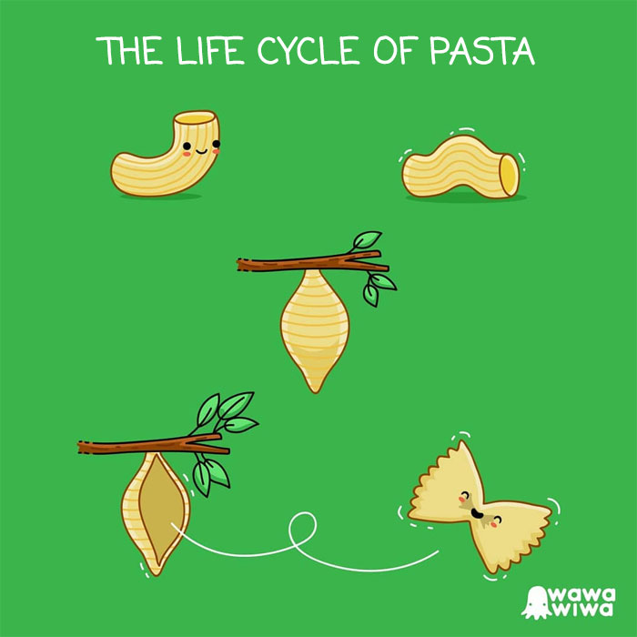 The Life Cycle Of Pasta