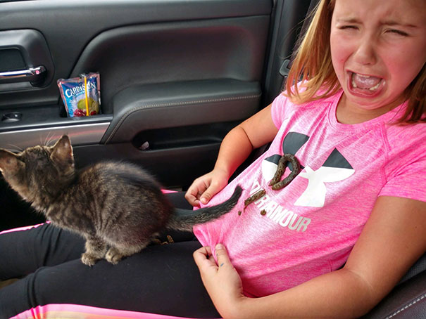 Elyse Brought Home A New Kitty Today! Gavin Hoefs Recorded Them Bonding On The Way Home