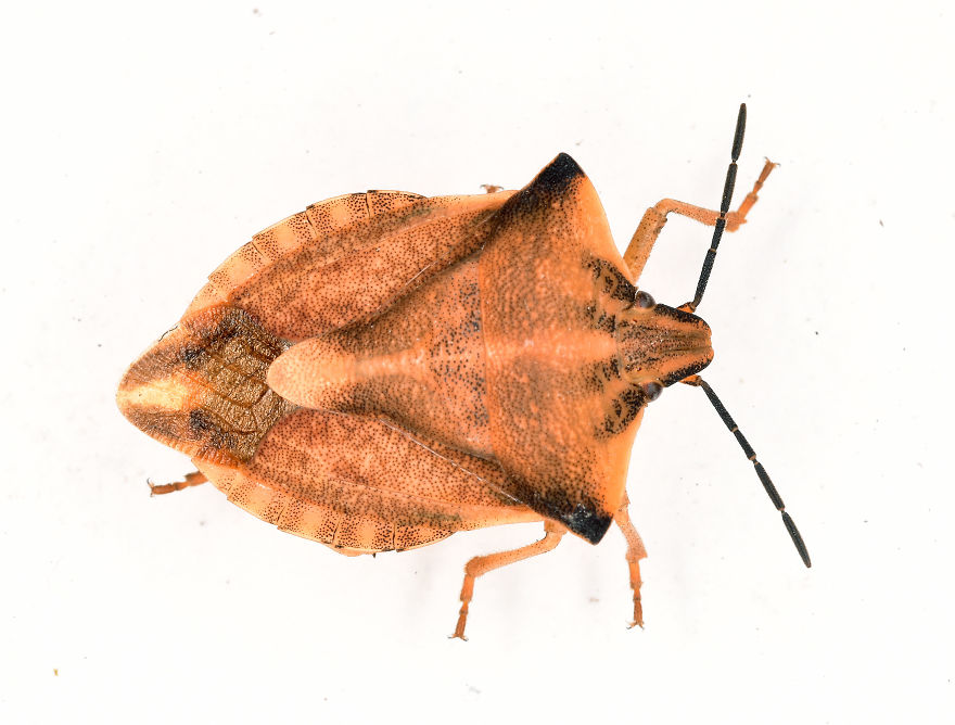 I Try To Show The Beauty Of Small Creatures I Try To Show The Beauty Of Small Creatures
