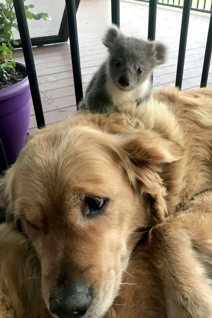 Golden Retriever Surprises Owner With A Baby Koala Whose Life She Just Saved