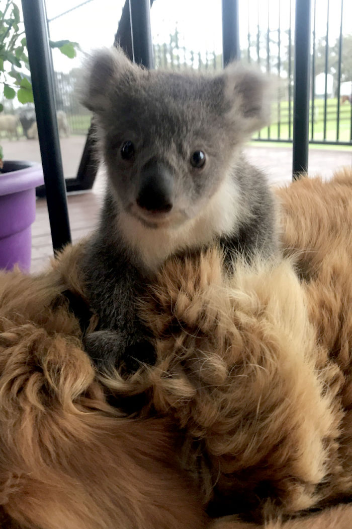 Este Golden retriever sorprendió a sus dueños con una cría de koala cuya vida había salvado
