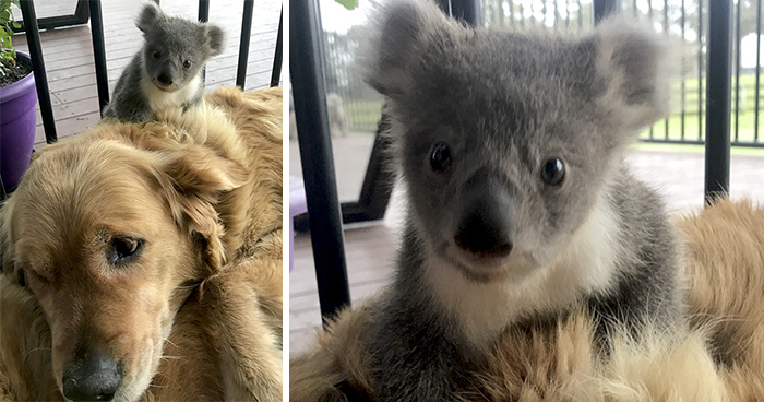 Este Golden retriever sorprendió a sus dueños con una cría de koala cuya vida había salvado