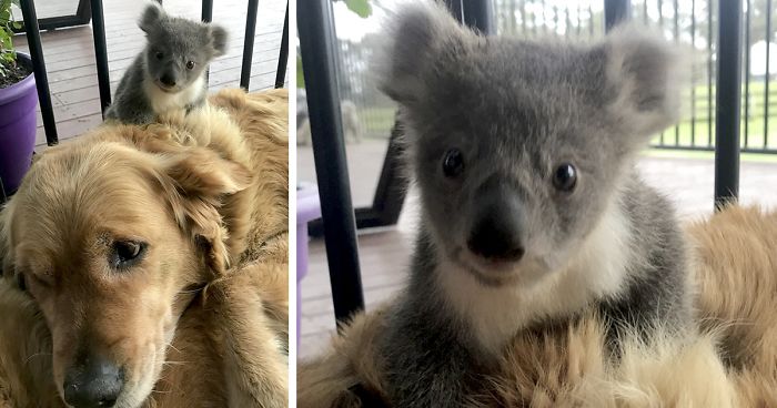 voldoende vergeten Vijftig Golden Retriever Surprises Owner With A Baby Koala Whose Life She Just  Saved | Bored Panda