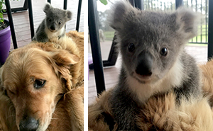 Golden Retriever Surprises Owner With A Baby Koala Whose Life She Just Saved