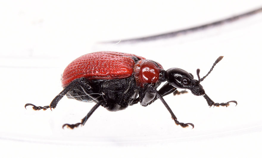 I Try To Show The Beauty Of Small Creatures I Try To Show The Beauty Of Small Creatures