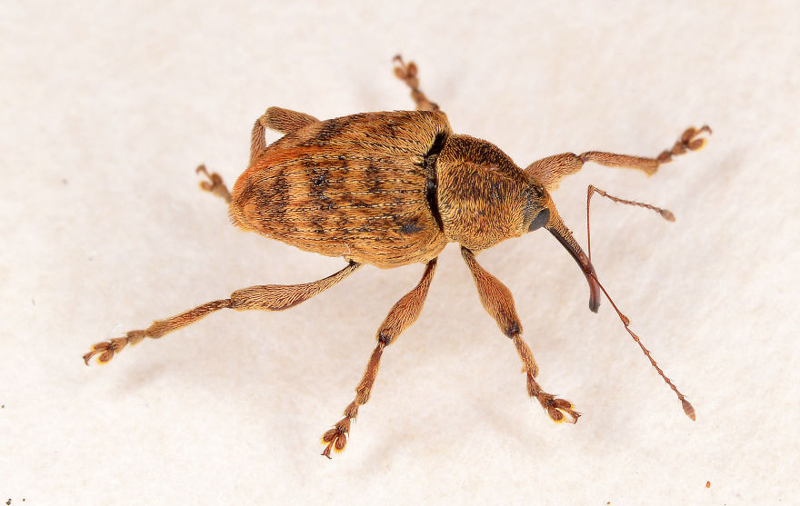 I Try To Show The Beauty Of Small Creatures I Try To Show The Beauty Of Small Creatures