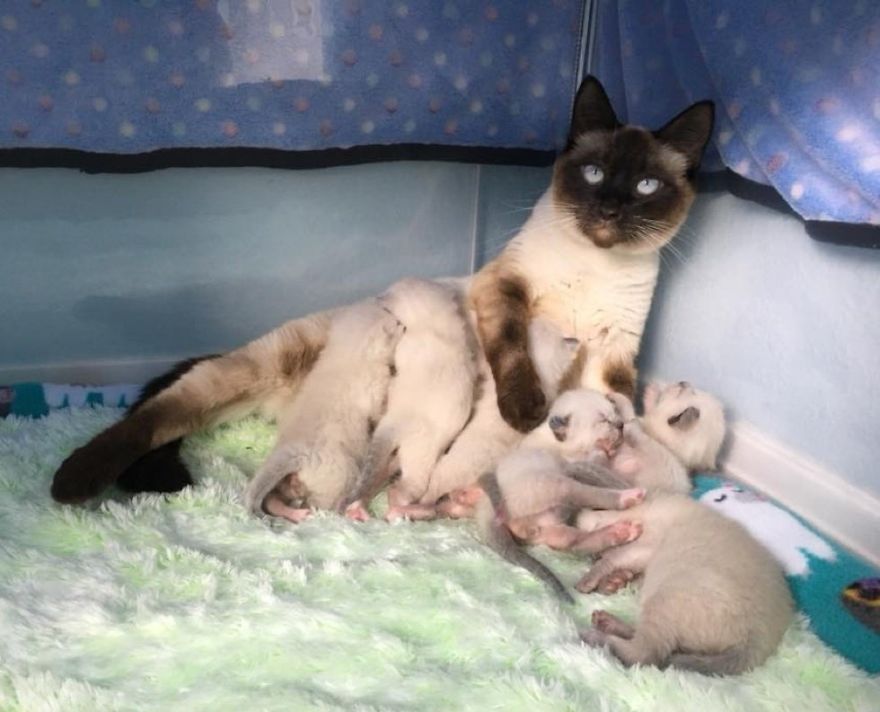 Help Given To Street Cat To Grow 6 Incredibly Beautiful Kittens