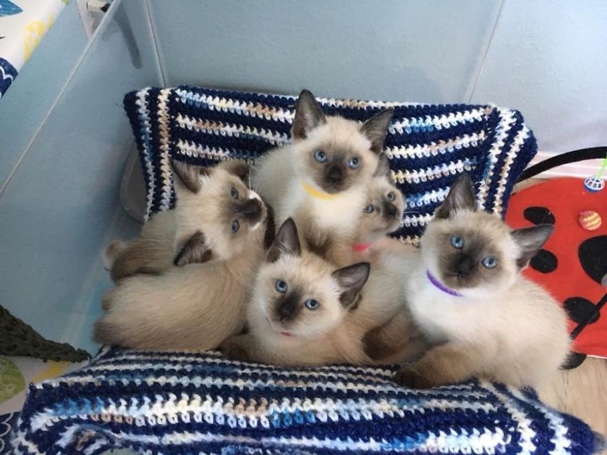 Help Given To Street Cat To Grow 6 Incredibly Beautiful Kittens