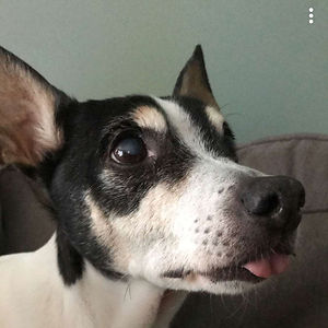 ambernormandin avatar