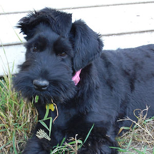 regan-p-kemper avatar