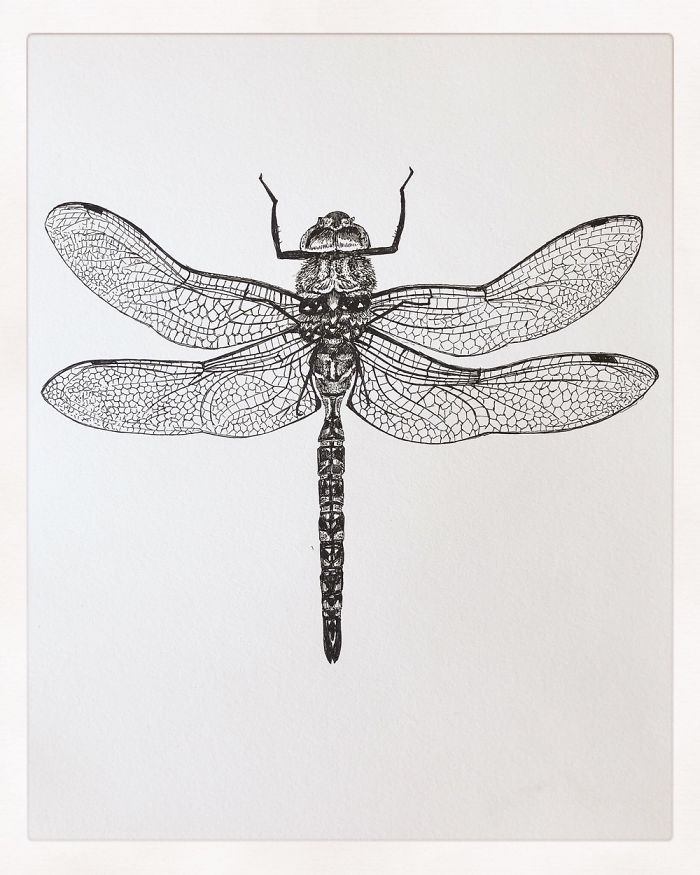 10 Amazingly Detailed Drawings Of Birds And Insects By Bas Geeraets ...