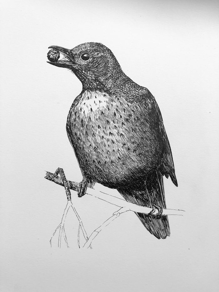 A Female Blackbird