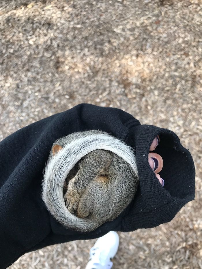 I Just Rescued A Baby Squirrel!