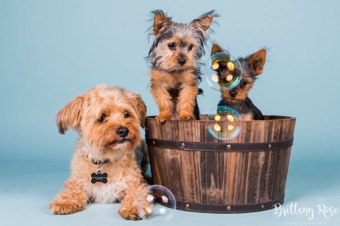 Opening A Pet Portrait Studio Opening A Pet Portrait Studio