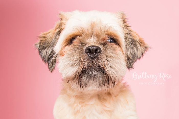 Opening A Pet Portrait Studio Opening A Pet Portrait Studio