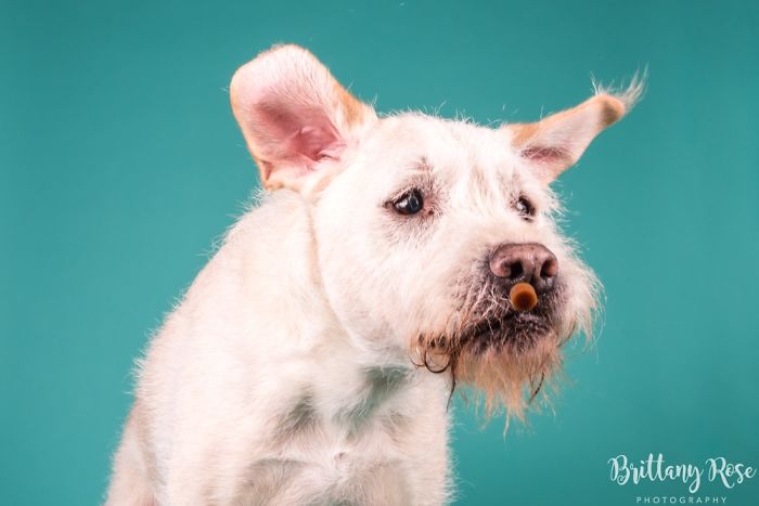 Opening A Pet Portrait Studio Opening A Pet Portrait Studio
