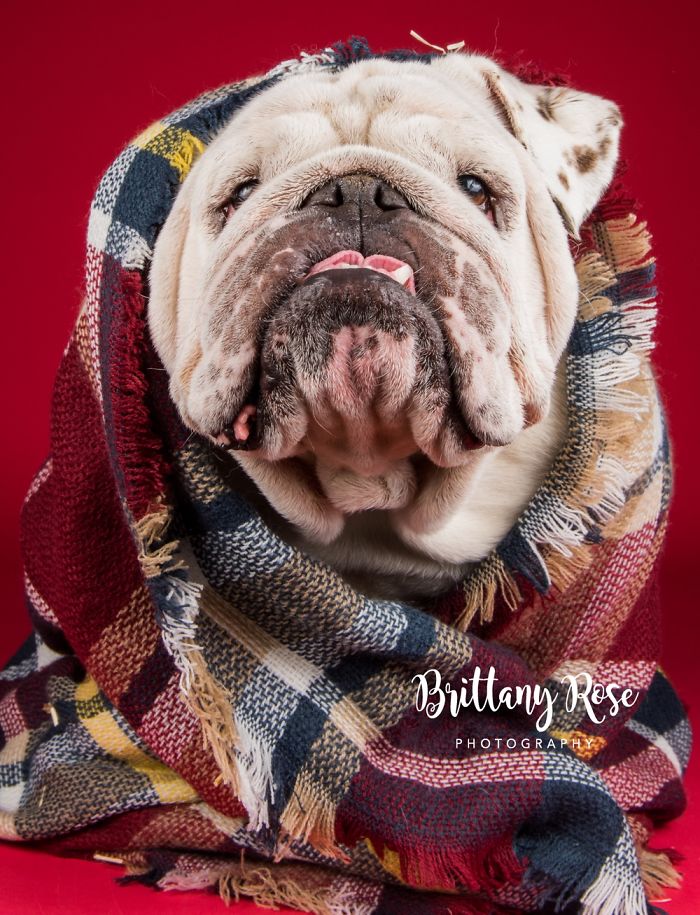 Opening A Pet Portrait Studio Opening A Pet Portrait Studio