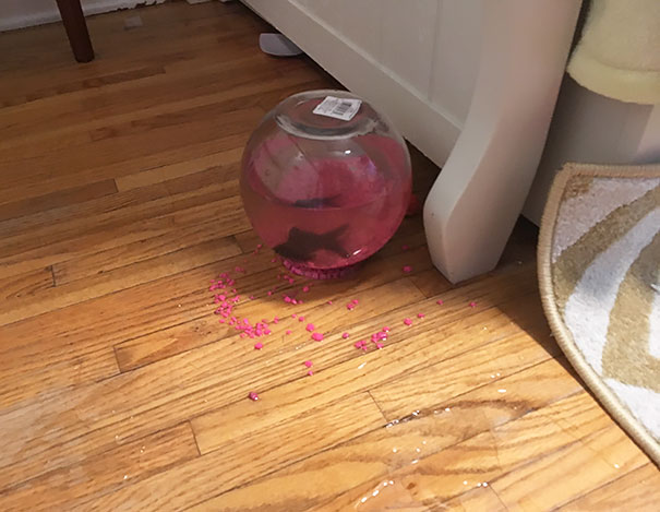 The Cat Knocked My Daughter’s Fish Bowl Off The Dresser