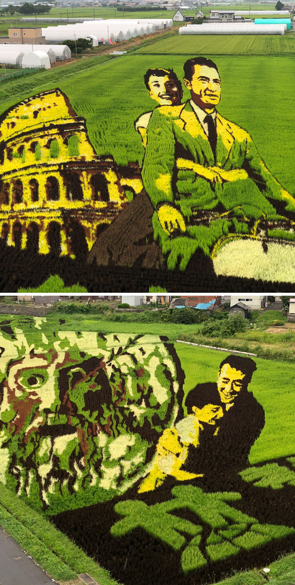 Rice Paddy Art Is An Art Form Originating In Japan Where People Plant Rice Of Various Types And Colors To Create Images In A Paddy Field