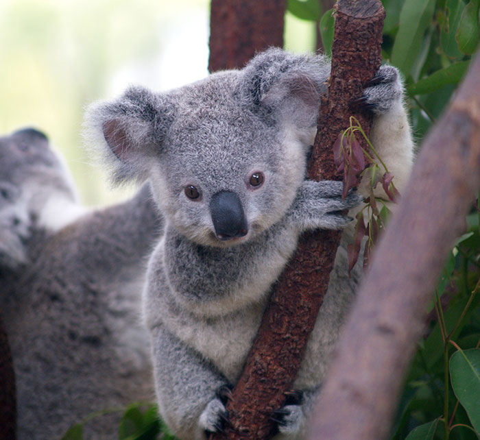 Tumblr Explains Why Koalas Are Animals That Make Absolutely No Sense