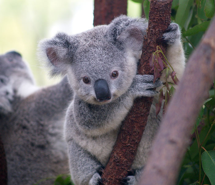 Tumblr Explains Why Koalas Are Animals That Make Absolutely No Sense