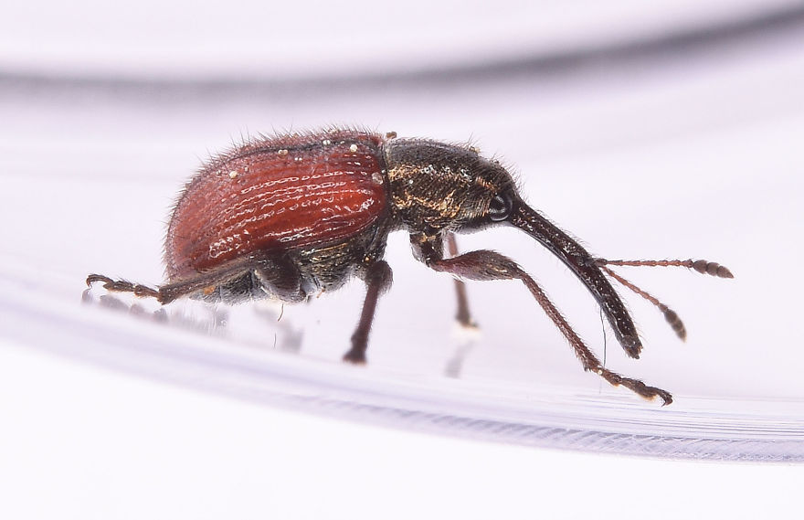 I Try To Show The Beauty Of Small Creatures I Try To Show The Beauty Of Small Creatures