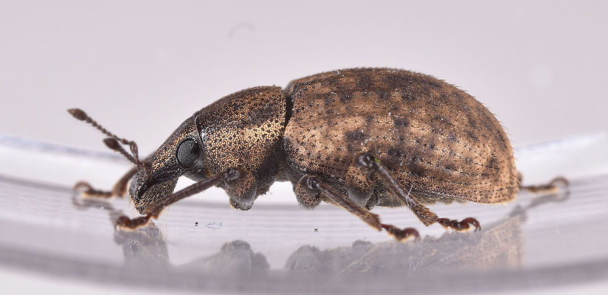 I Try To Show The Beauty Of Small Creatures I Try To Show The Beauty Of Small Creatures