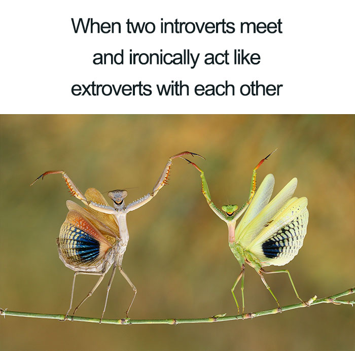 The Meeting Of The Introverts