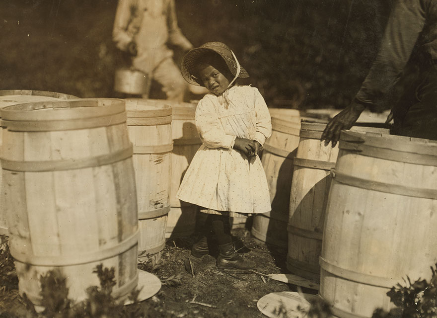 Mary Christmas, Nearly 4 Years Old. Picks Cranberries Sometimes. She Is Now Picking Up Berries Spilled At The Barrels By Grandfather. Location: Falmouth - Week's Bog, Massachusetts