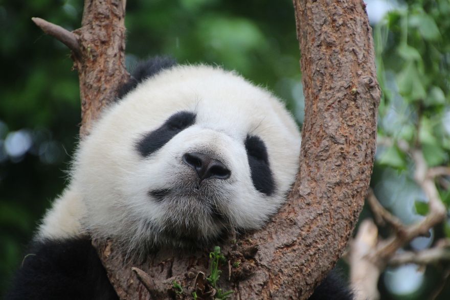 Why Craig Matthew Feigin Love Panda Why Craig Matthew Feigin Love Panda