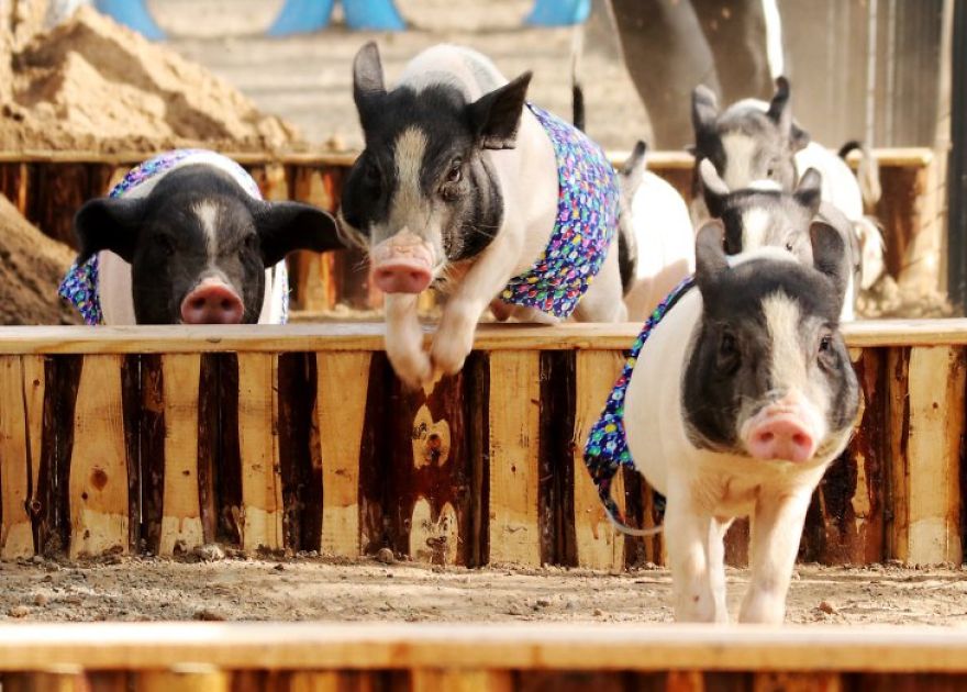 Piggy Sports Challenge In Hebei