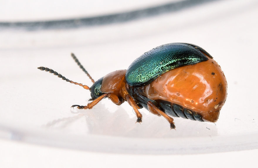 I Try To Show The Beauty Of Small Creatures I Try To Show The Beauty Of Small Creatures
