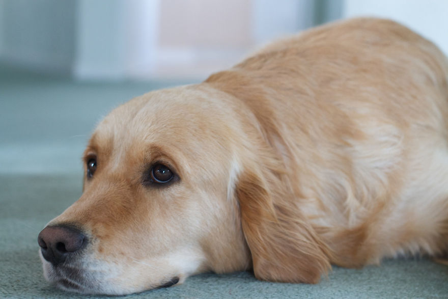 Veterinarians Reveal The Last Thing That Pets Do Before They Die And Their Heart Will Go To Know Veterinarians Reveal The Last Thing That Pets Do Before They Die And Their Heart Will Go To Know