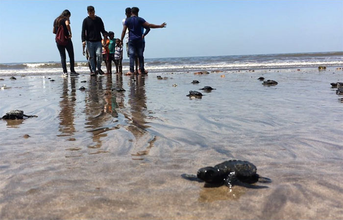 Turtles Come Back To Indian Beach For The First Time In 20 Years After World's Biggest Clean Up, Prove We Can Make A Difference