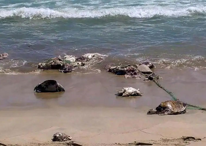 Turtles Come Back To Indian Beach For The First Time In 20 Years After World's Biggest Clean Up, Prove We Can Make A Difference