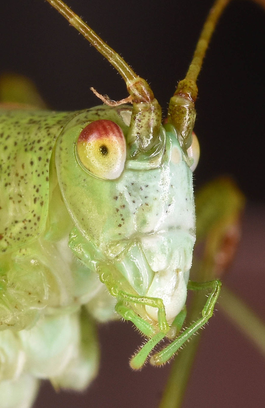 I Try To Show The Beauty Of Small Creatures I Try To Show The Beauty Of Small Creatures