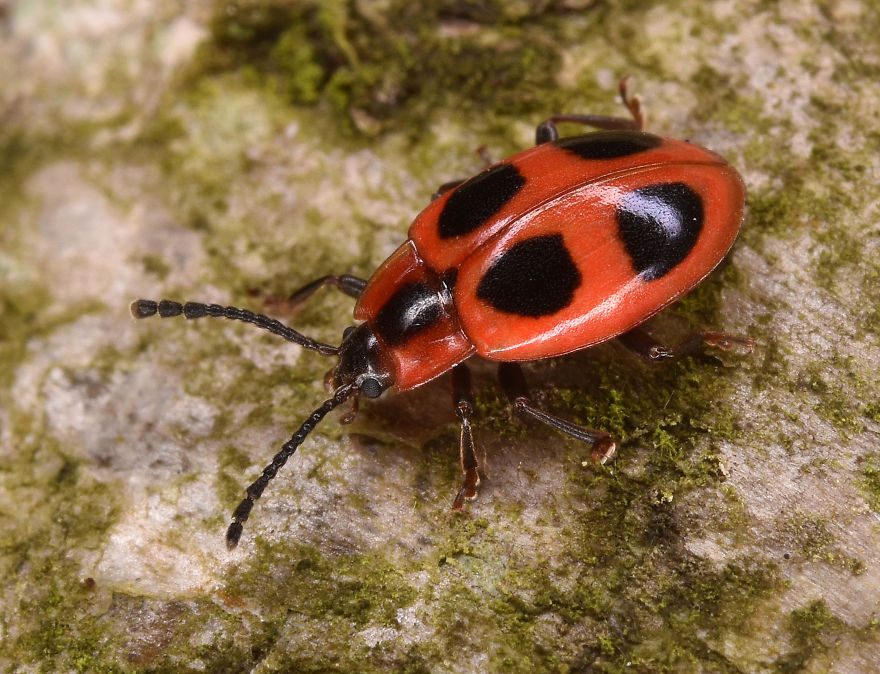 I Try To Show The Beauty Of Small Creatures I Try To Show The Beauty Of Small Creatures