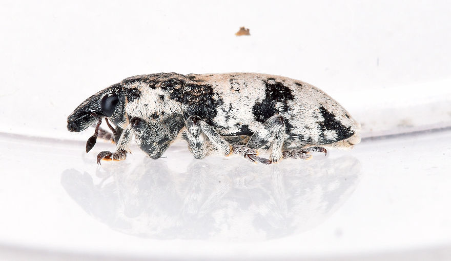 I Try To Show The Beauty Of Small Creatures I Try To Show The Beauty Of Small Creatures