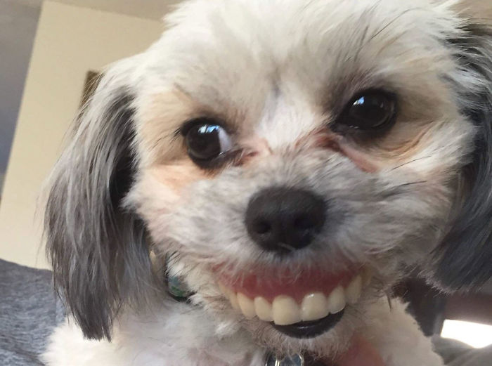 Dog Steals Owner's Dentures While He Sleeps, Hilarity Ensues