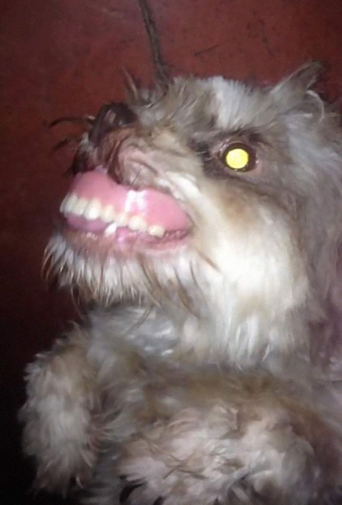 Dog Steals Owner's Dentures While He Sleeps, Hilarity Ensues