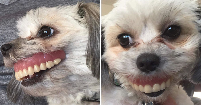 Dog Steals Owner’s Dentures While He Sleeps, Hilarity Ensues