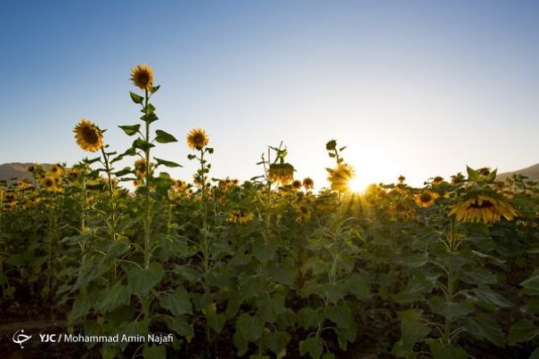 Iran&rsquo;s Beauties In Photos: Sunflower Farms Of Kurdistan