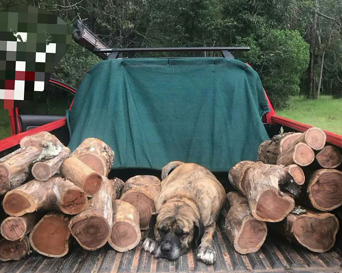 Dog Or Log?
