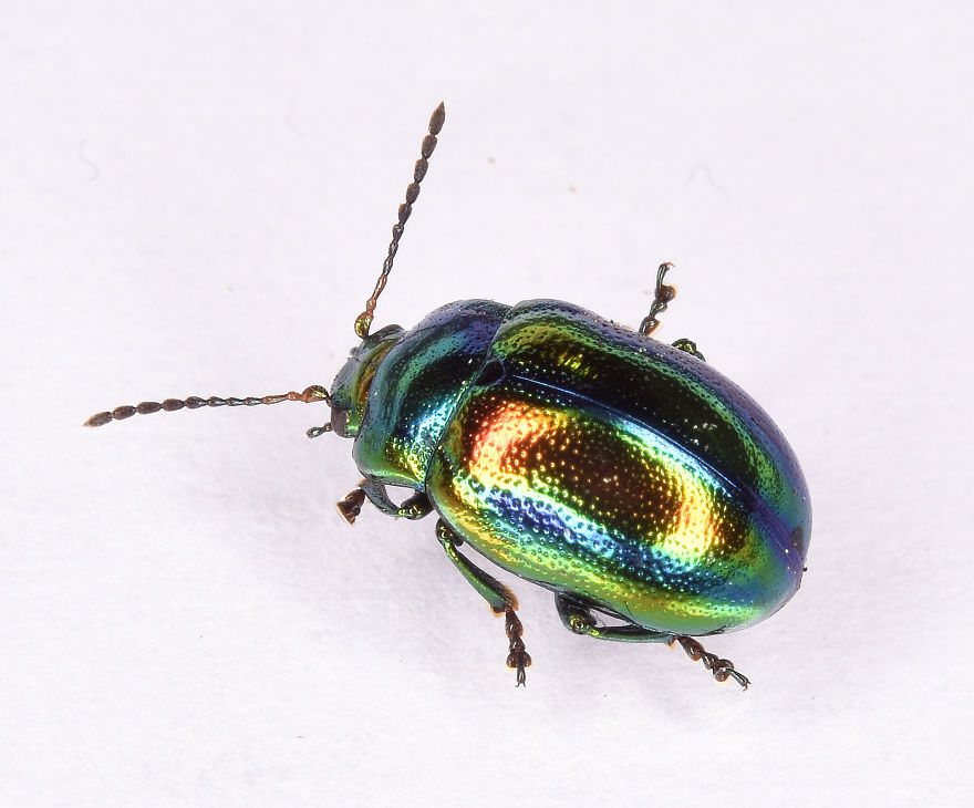 I Try To Show The Beauty Of Small Creatures I Try To Show The Beauty Of Small Creatures