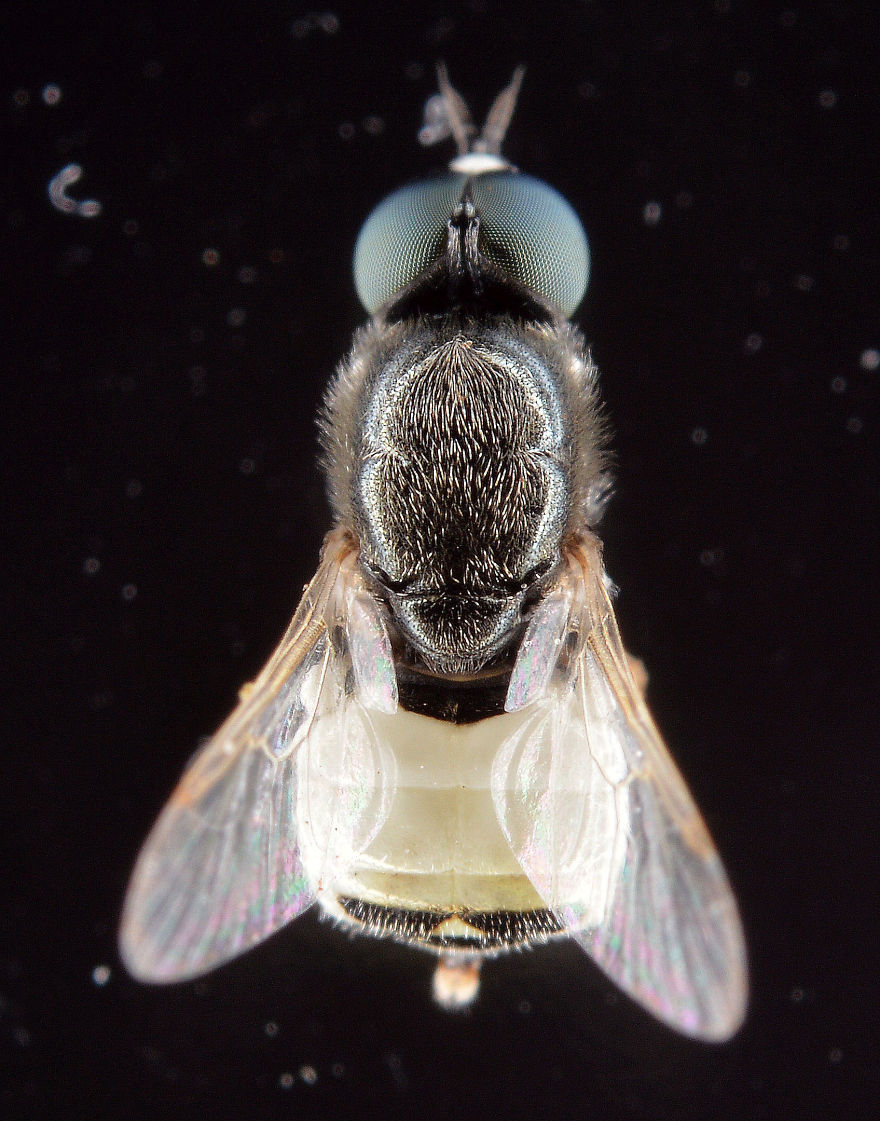 I Try To Show The Beauty Of Small Creatures I Try To Show The Beauty Of Small Creatures