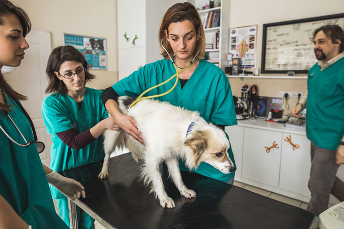 veterinarian-reveals-pets-final-moments-before-death-20
