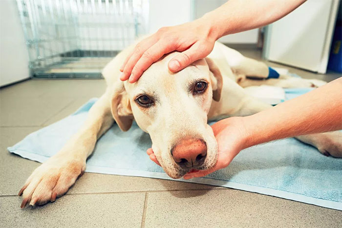 Los veterinarios cuentan lo que hacen las mascotas antes de morir, y todo dueño debería leerlo